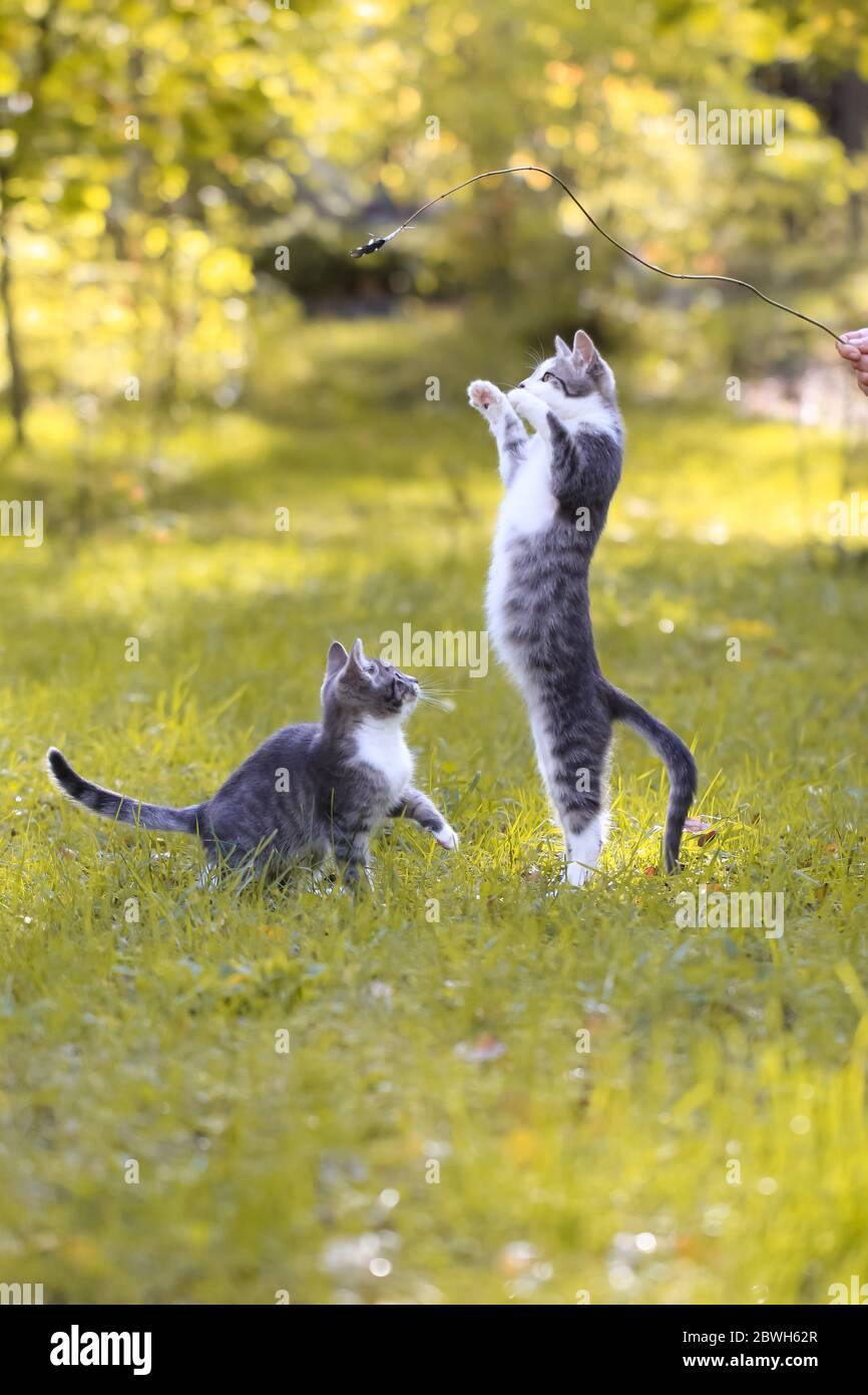Zwei graue und weiße Kätzchen spielen auf Gras, weibliche Hand hält ein Spielzeug Stockfoto