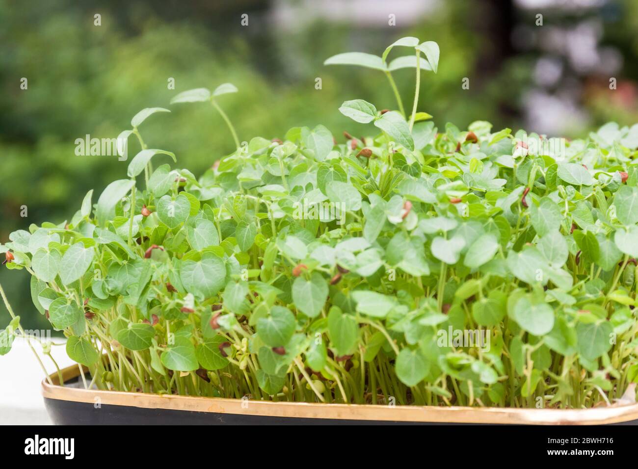 Seitenansicht der in einem Tablett wachsenden Sprossen im natürlichen Hintergrund und Licht. Micro Greens Konzept Stockfoto