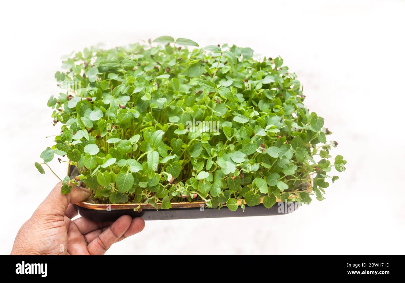 Tablett mit frischen Micro Greens in der Hand Stockfoto