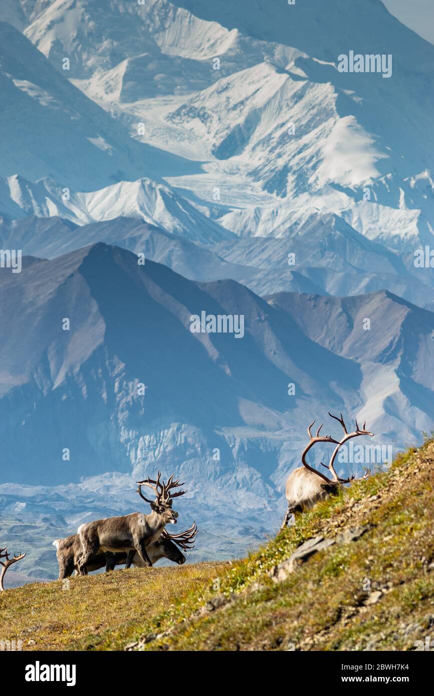 Majestätische Karibus Hirsche vor dem Mount Denali, Alaska Stockfoto