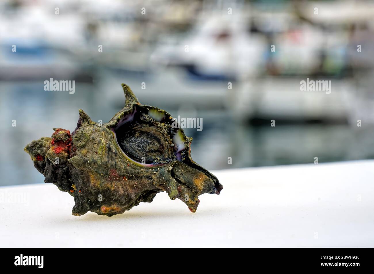 Sazae oder Turban Muscheln frisch aus dem Meer auf einer Balustrade mit Hafenhintergrund Stockfoto