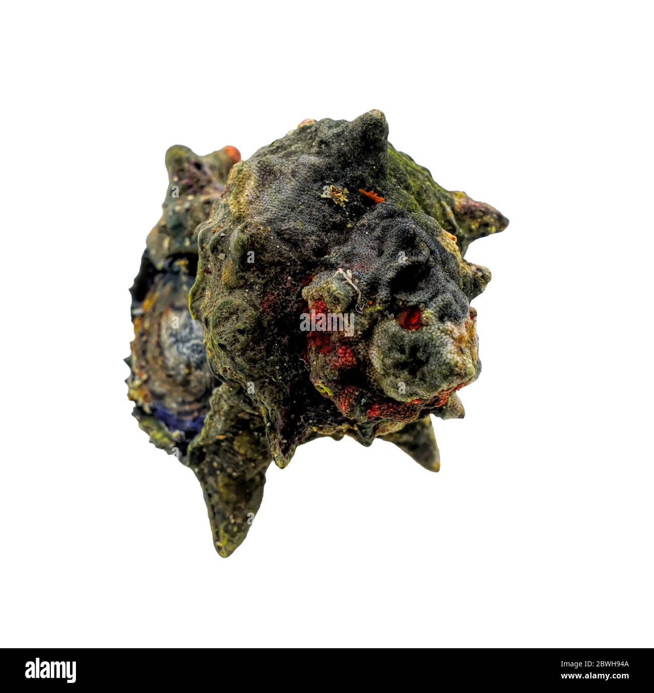 Sazae oder Turban Muscheln frisch aus dem Meer. Turban Conque Coquille isoliert auf weißem Hintergrund Stockfoto