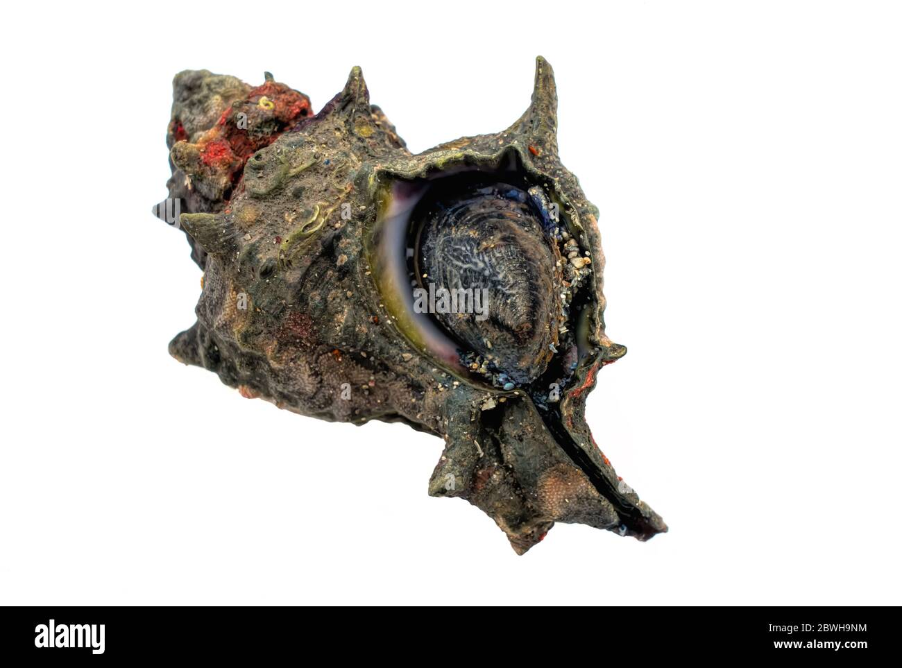 Sazae oder Turban Muscheln frisch aus dem Meer. Turban Conque Coquille isoliert auf weißem Hintergrund Stockfoto