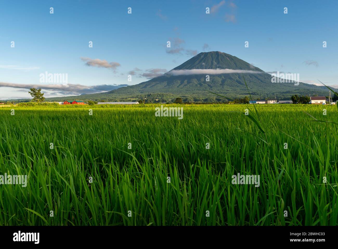 Ansicht des Mount Yotei mit grünem Reisfeld im Vordergrund, Niseko, Japan Stockfoto