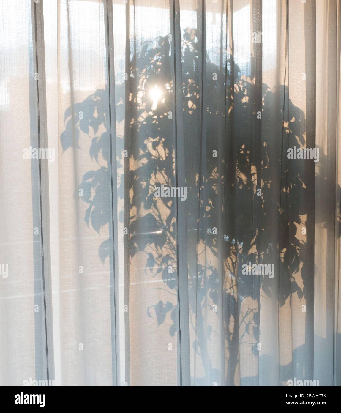 Ruhige Zimmerpflanze durch transparente Vorhänge gesehen Stockfoto