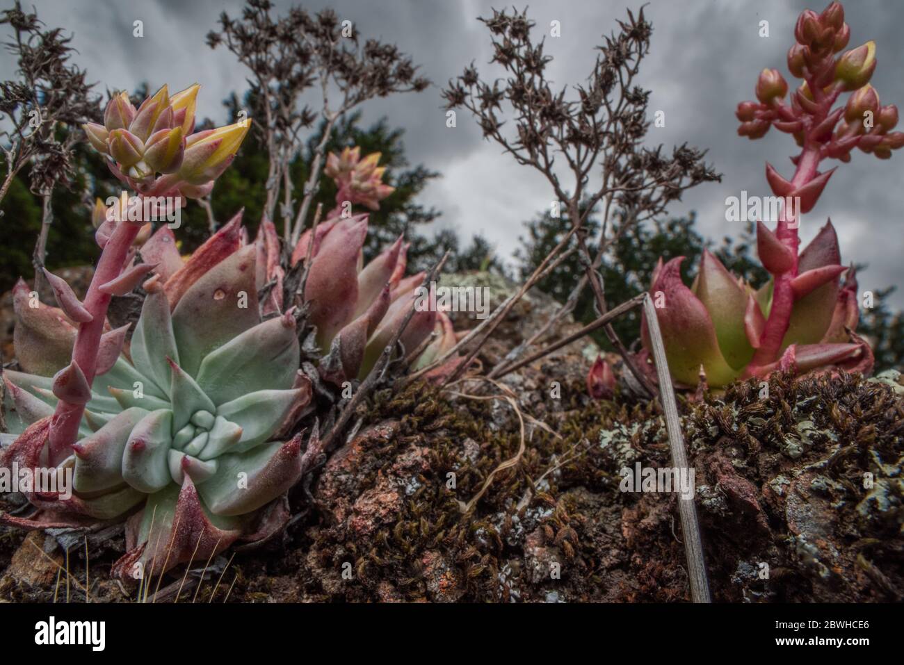 Bluff Salat (Dudleya farinosa) eine schöne Sukkulente Pflanze endemisch an der Westküste speziell Kalifornien. Stockfoto