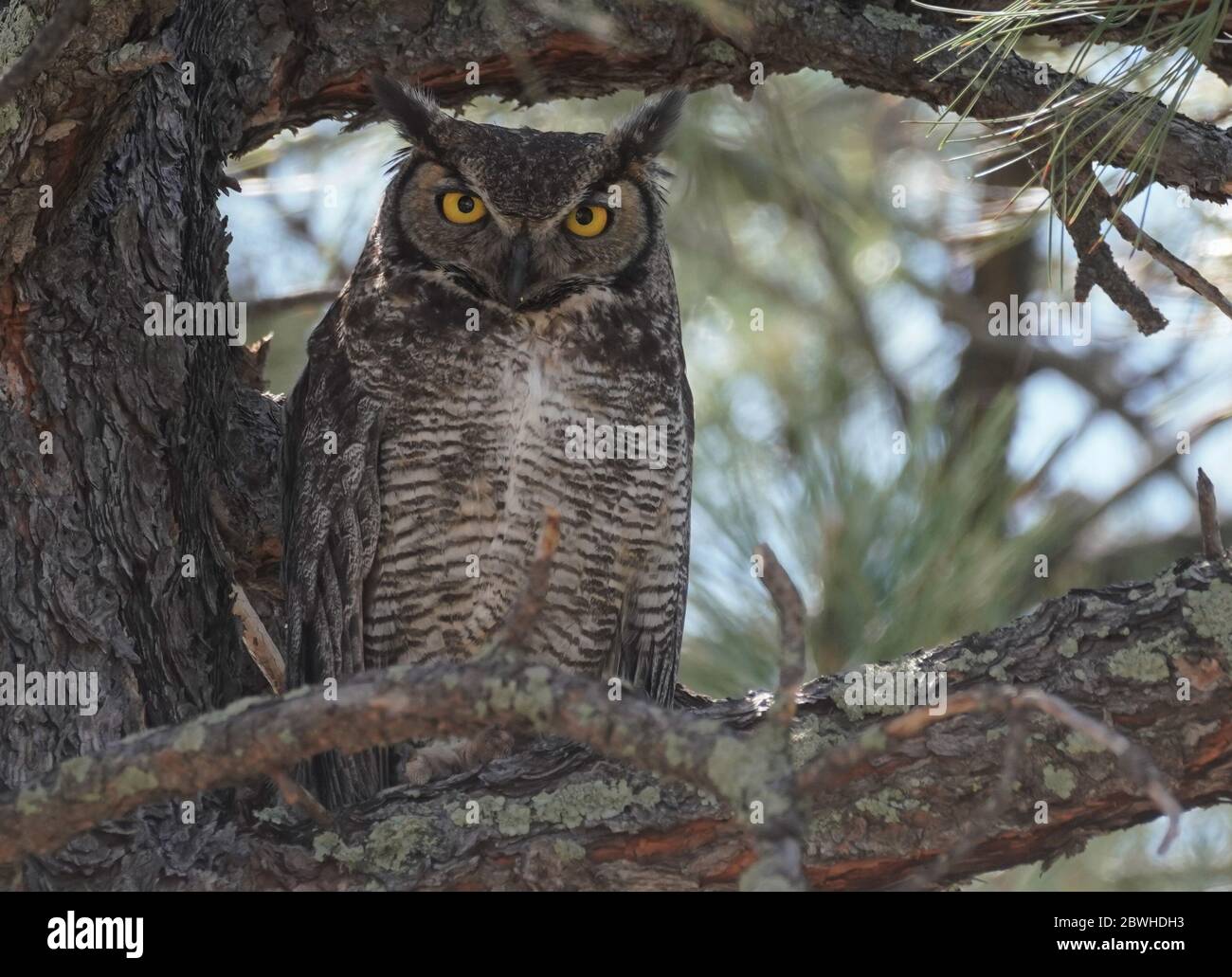 Ein Männchen, eine große gehörnte Eule, in einem großen Baum thront, schaut auf die Kamera. Stockfoto
