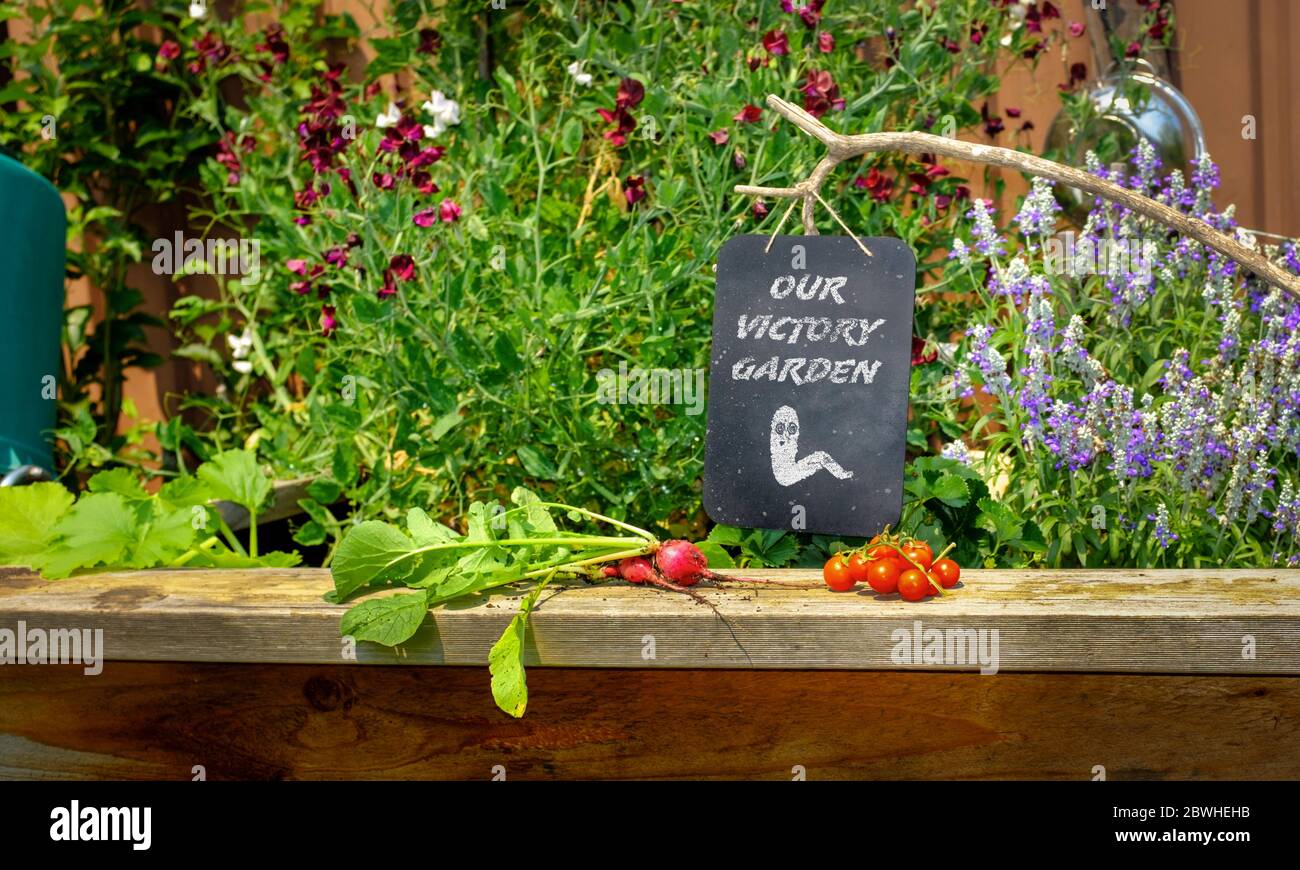 Melden Sie sich im Garten an, unser Victory Garden spart Geld und wächst Ihr eigenes Food-Konzept Stockfoto