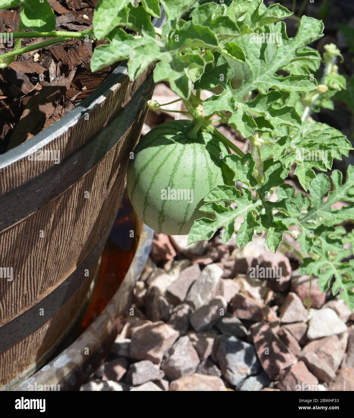 Sugar Baby Wassermelone wächst aus einem Pflanzgefäß. Arizona USA Stockfoto