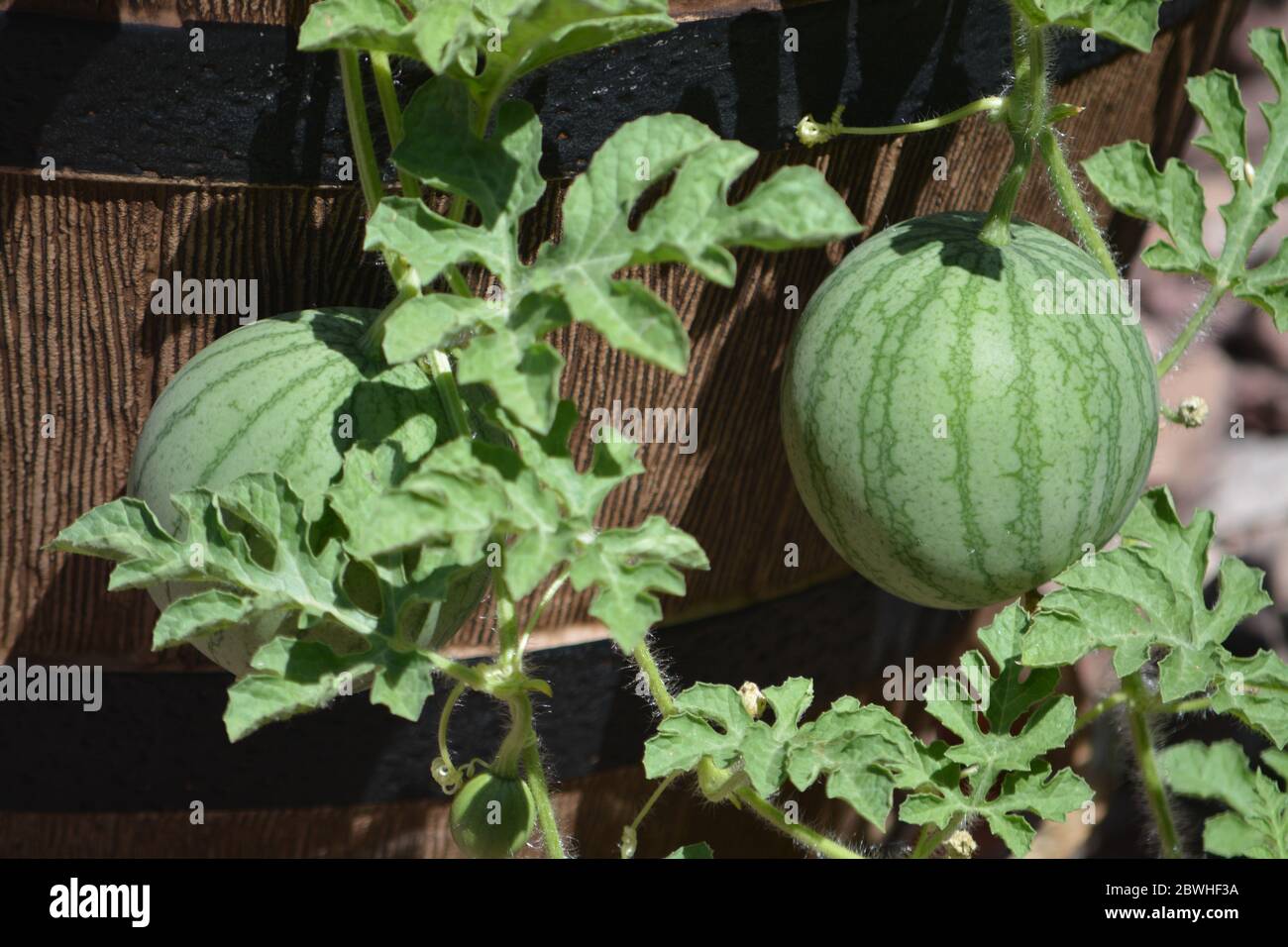 Sugar Baby Wassermelone wächst aus einem Pflanzgefäß. Arizona USA  Stockfotografie - Alamy