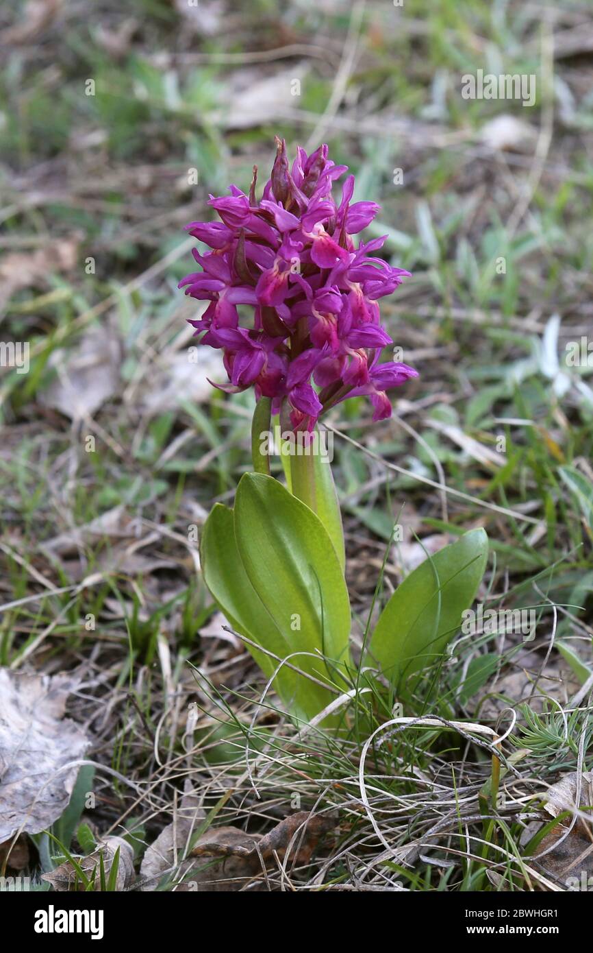 Dactylorhiza sambucina, Elder-blühende Orchidee. Wilde Pflanze im Frühjahr erschossen. Stockfoto