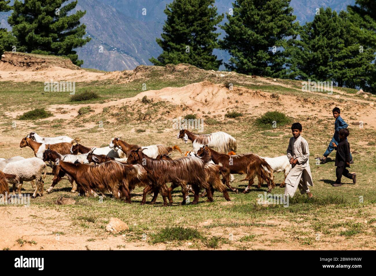 Ziegen, Gipfel des Berges, Antike Schlachtfeld Pirsar (Aornos Festung) Trekking, Bisham, Shangla, Khyber Pakhtunkhwa Provinz, Pakistan, Südasien, Asien Stockfoto