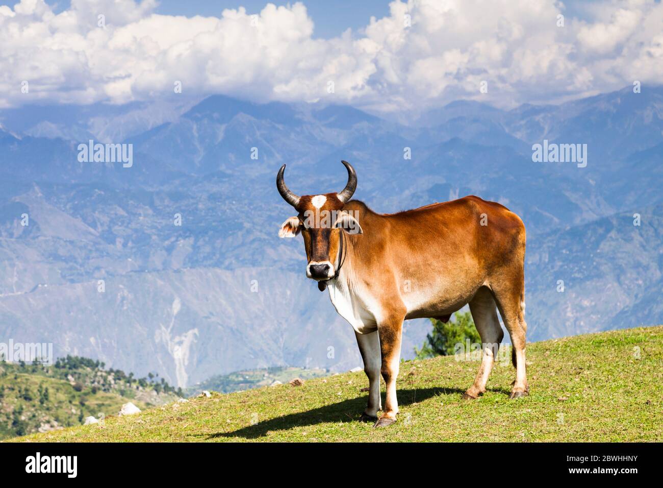 Vieh, Bergspitze, altes Schlachtfeld Pirsar (Festung Aornos), Bisham, Shangla, Provinz Khyber Pakhtunkhwa, Pakistan, Südasien, Asien Stockfoto