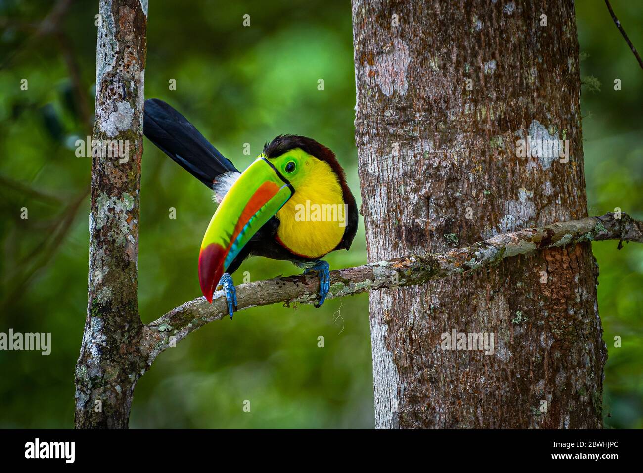 Kiel-billed Toucan (Ramphastos sulfuratus), auch als Schwefel-breasted Toucan oder Rainbow - bekannte Billed toucan Stockfoto