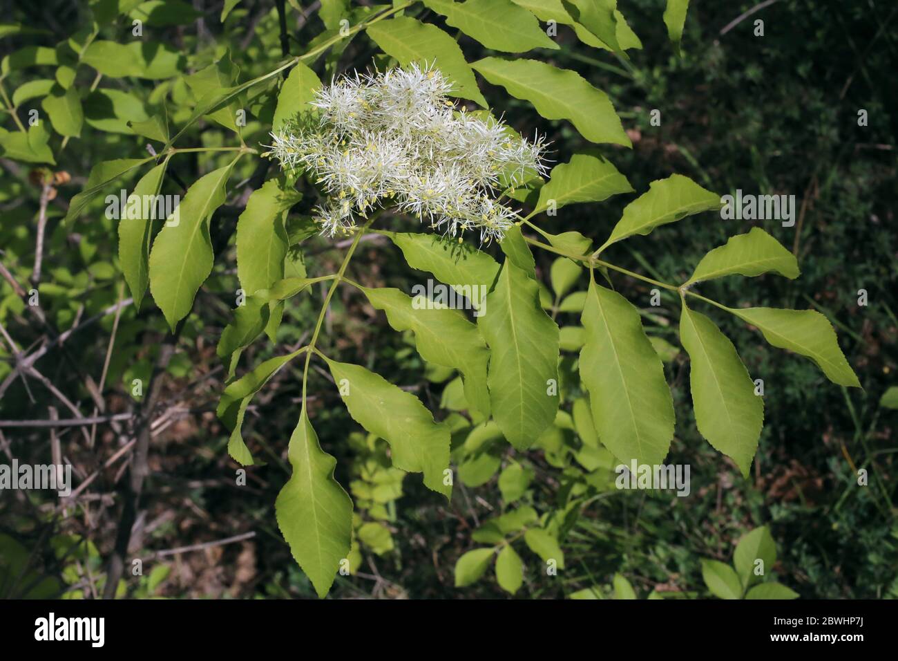 Fraxinus ornus, Manna Blühende Esche. Wilde Pflanze im Frühjahr erschossen. Stockfoto