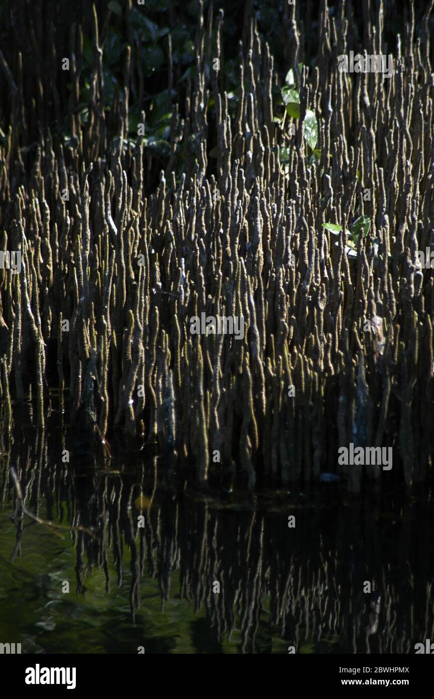 Mangroven-Ökosystem im Ancol Bird Park, Ancol Dreamland, North Jakarta, Jakarta, Indonesien. Archivfoto. Stockfoto