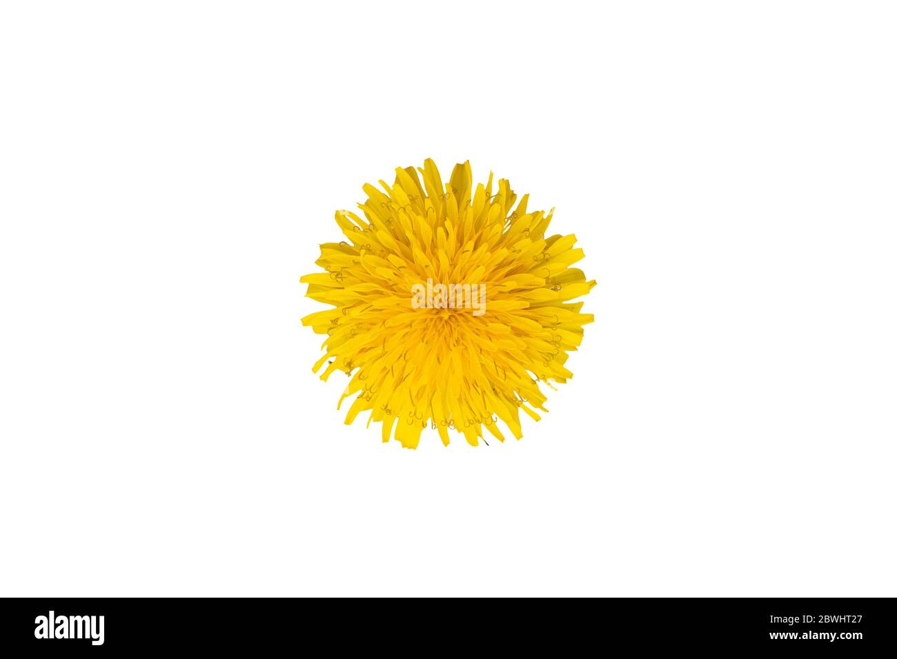 Makro Foto flauschig gelb Löwenzahn Blume Draufsicht isoliert auf weißem Hintergrund. Stockfoto