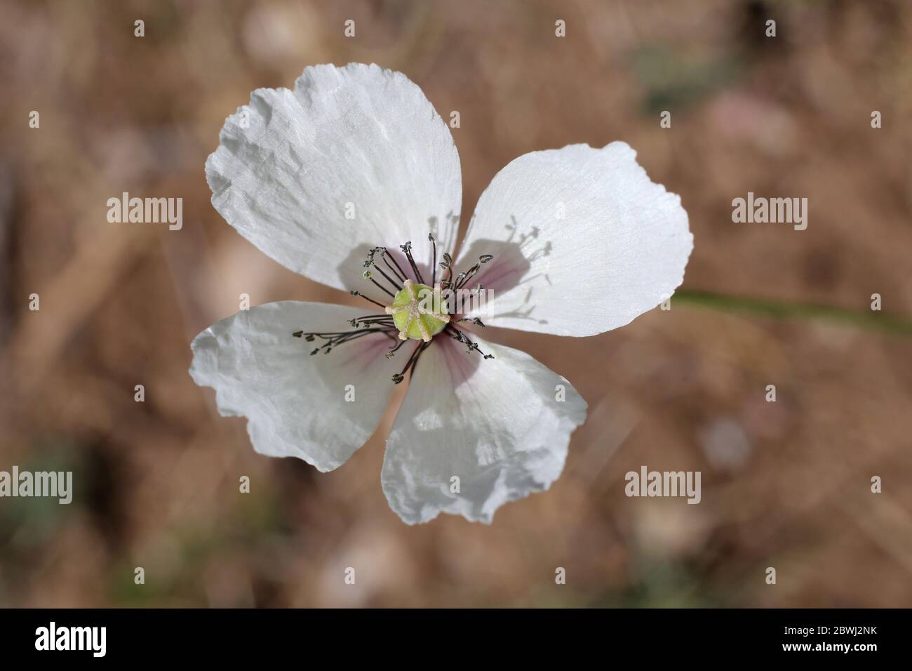 Papaver dubium, Langkopfmohn. Wilde Pflanze im Frühjahr erschossen. Stockfoto