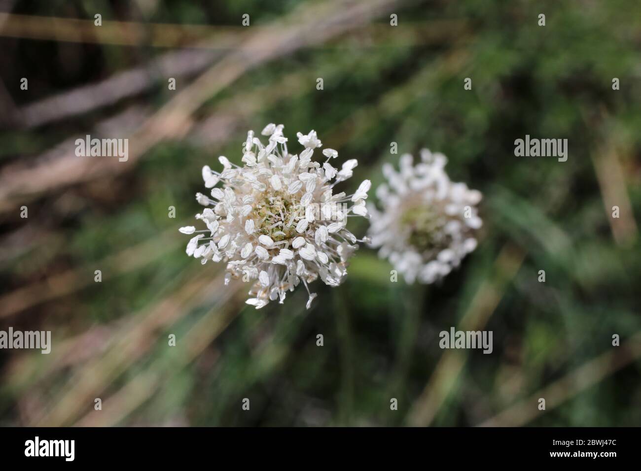 Plantago argentea - Wilde Pflanze im Frühjahr erschossen. Stockfoto