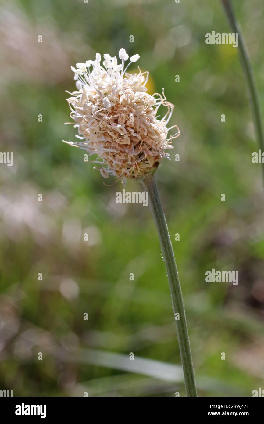 Plantago argentea - Wilde Pflanze im Frühjahr erschossen. Stockfoto