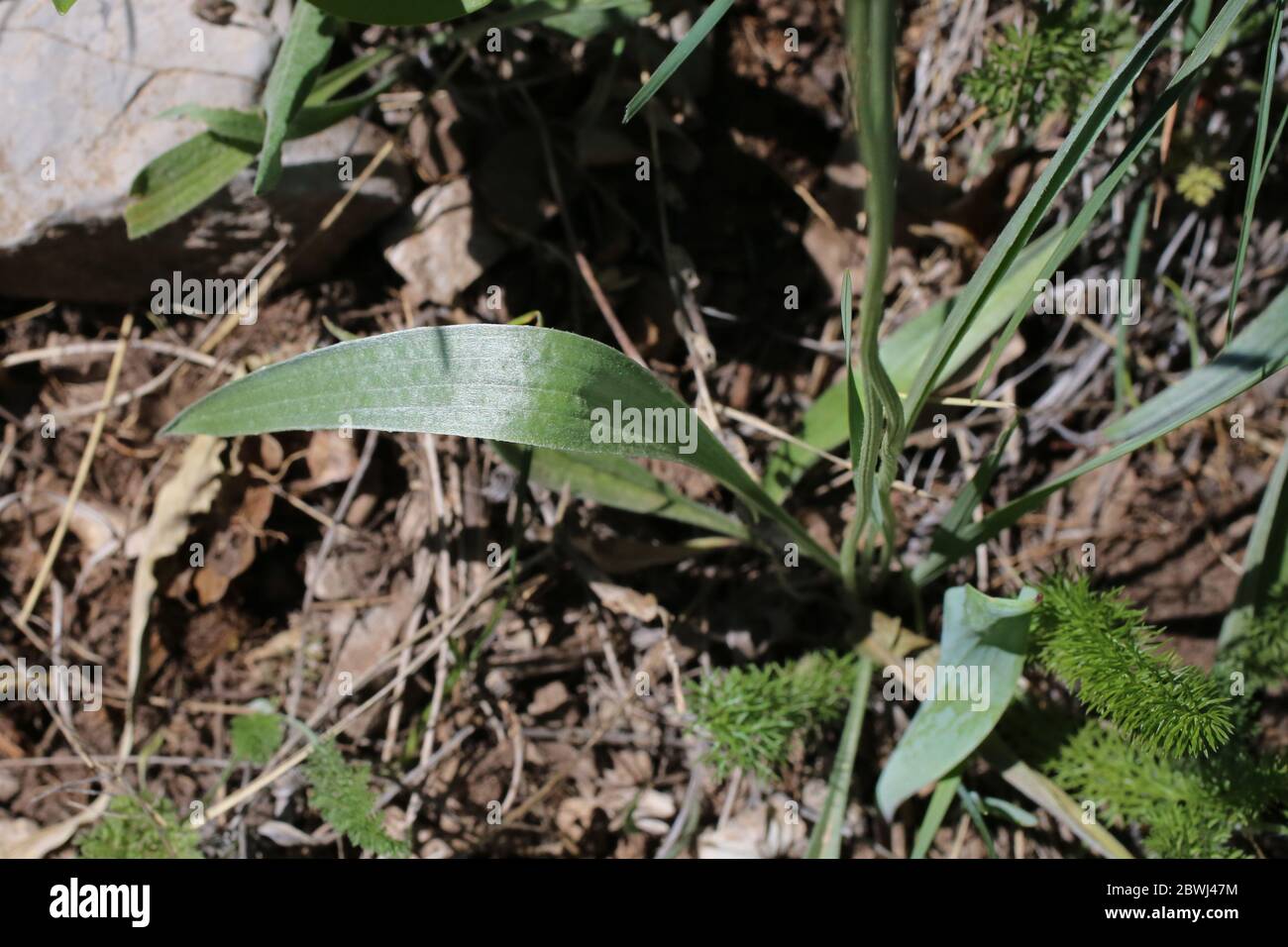 Plantago argentea - Wilde Pflanze im Frühjahr erschossen. Stockfoto