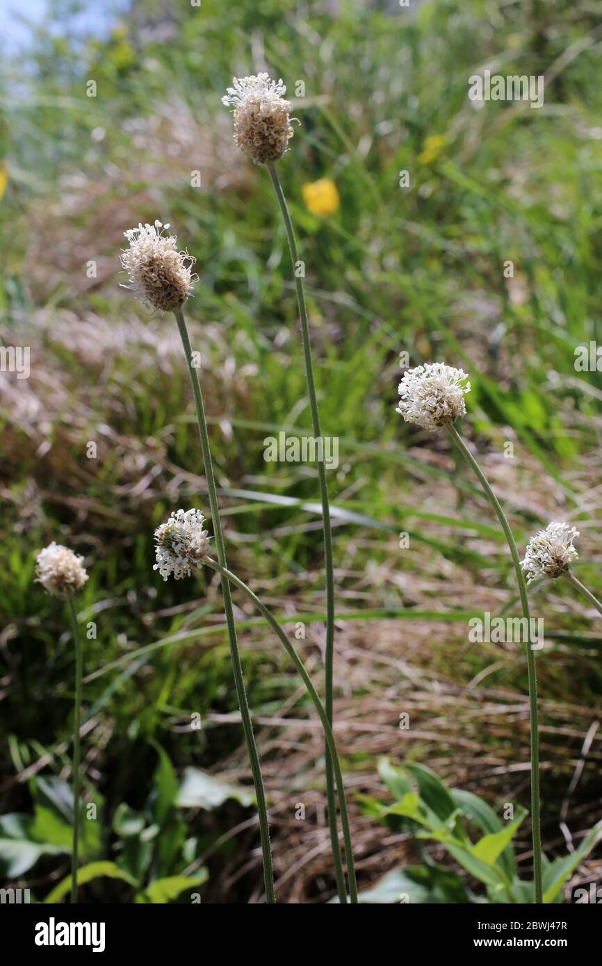 Plantago argentea - Wilde Pflanze im Frühjahr erschossen. Stockfoto