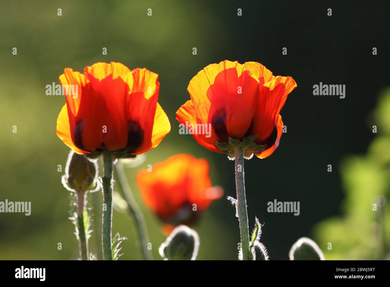 Zwei Mohnblumen isoliert im Vordergrund, verschwommener Hintergrund. Konzentrieren Sie sich auf die richtige Blume. Stockfoto