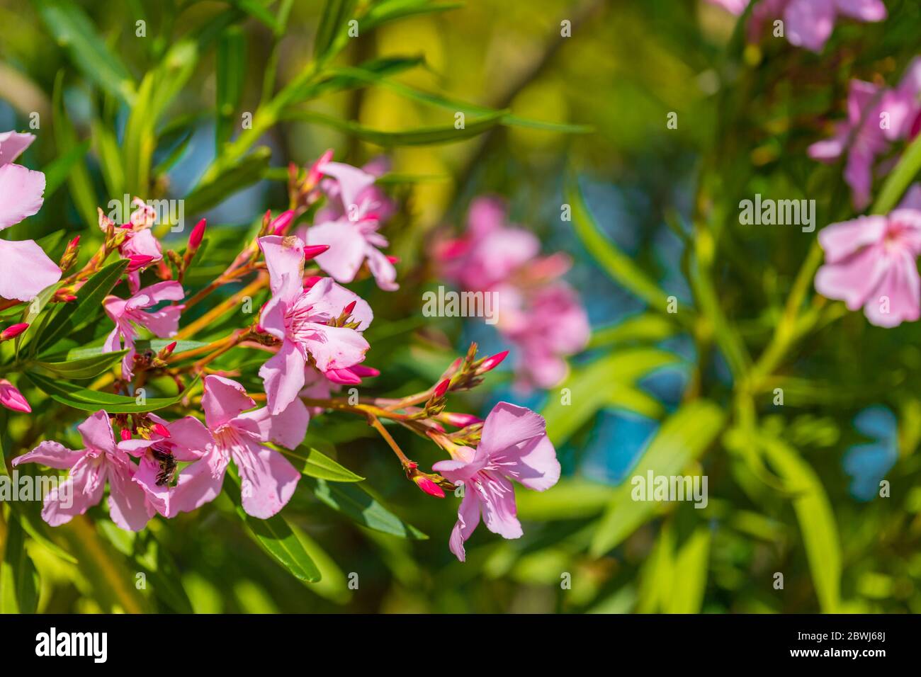 Rosa leander blüht im Garten. Rosa leander Blüten mit grünen Blättern. Stockfoto