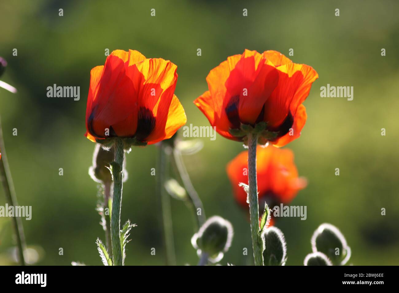 Zwei einzelne Mohnblumen im Vordergrund isoliert, verschwommener Hintergrund. Fokus auf der linken Seite. Stockfoto