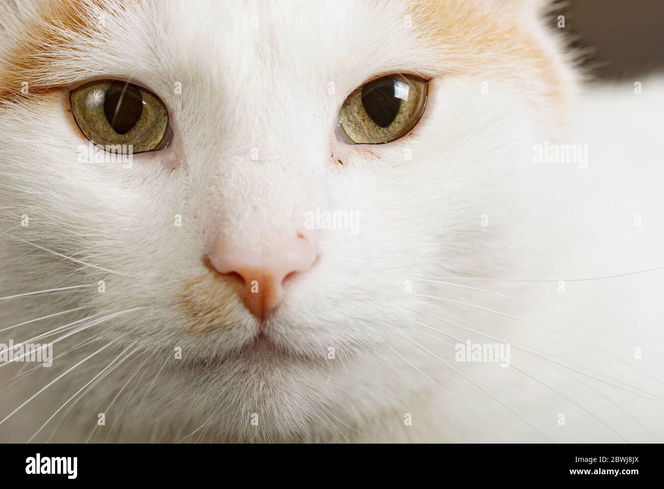 Nahaufnahme Porträt der kurzhaarigen türkischen Van-Katze auch als Anatoli-Katze Stockfoto