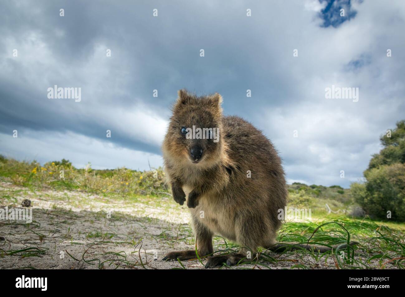 Quoka -Fotos und -Bildmaterial in hoher Auflösung – Alamy