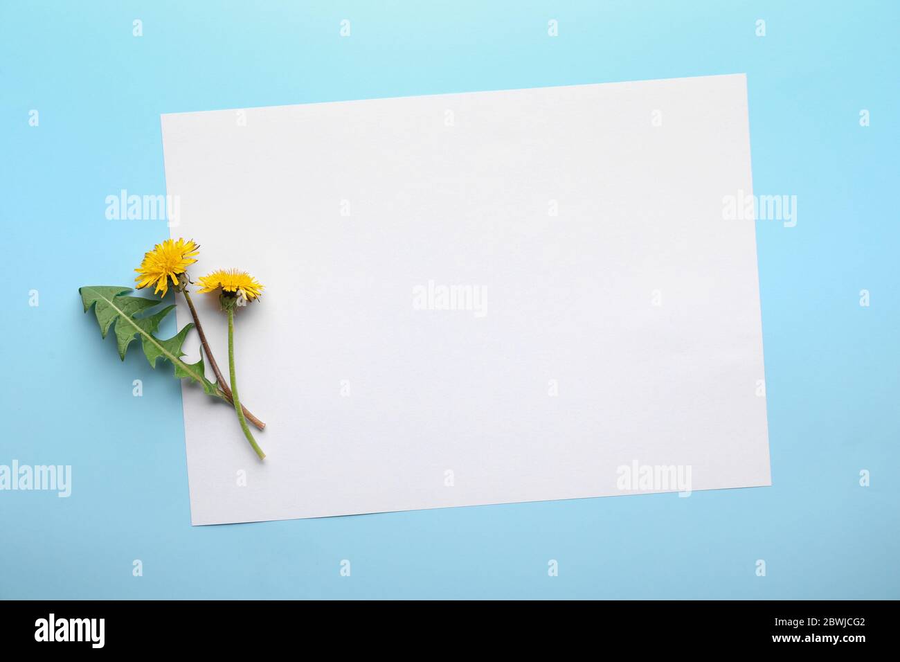 Frische Löwenzahn und Papierbogen auf farbigem Hintergrund Stockfoto