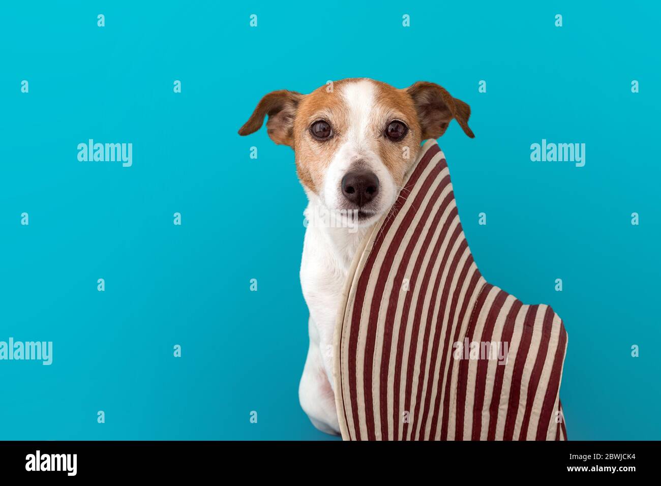 Niedlicher Hund mit Sommerhut Stockfoto