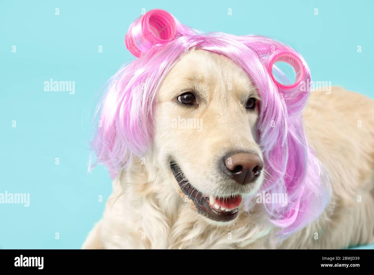 Lustige Hund in Perücke und Lockenwickler auf farbigen Hintergrund  Stockfotografie - Alamy