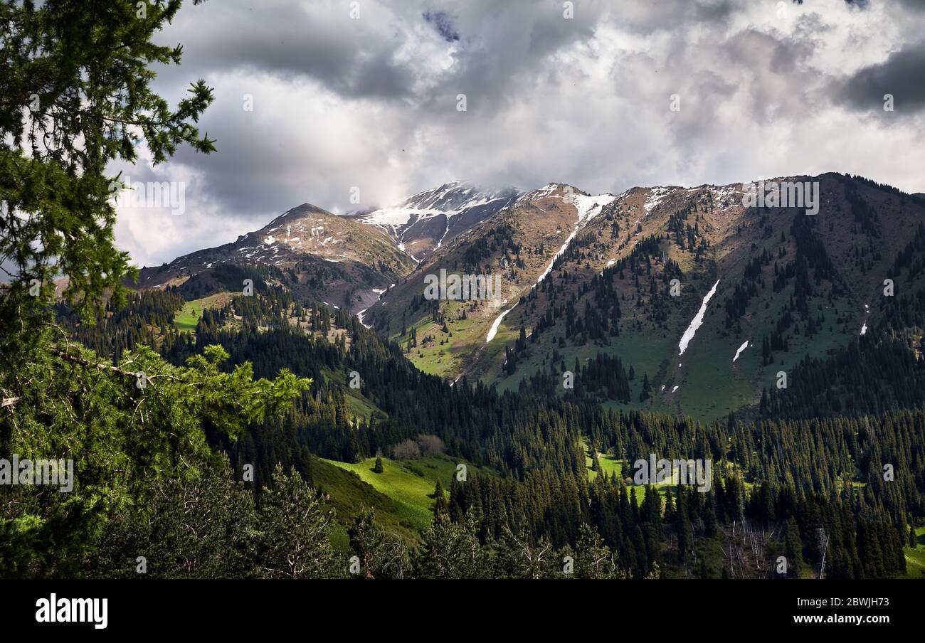 Schöne idyllische Landschaft von Kiefernwald im Bergtal bei bewölktem sonnigen Tag. Stockfoto