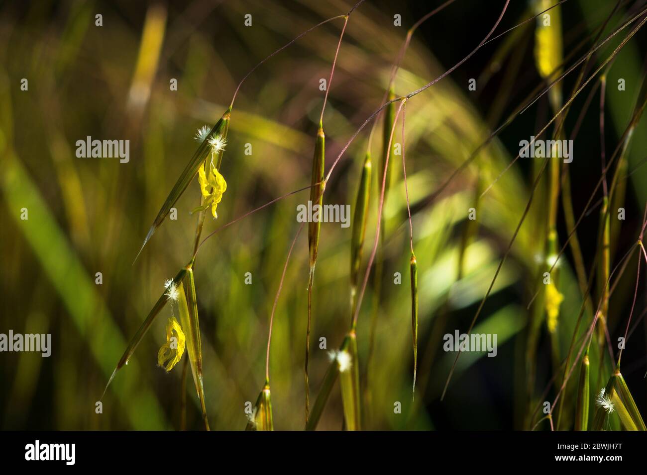 Stipa gigantea in Blume. Stockfoto