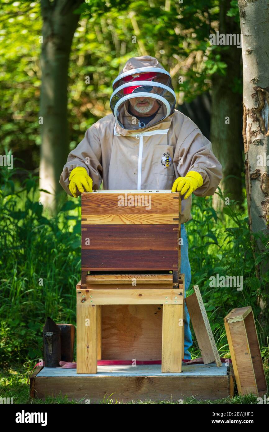 Ein Imker, der einen Bienenstock hütet. Stockfoto