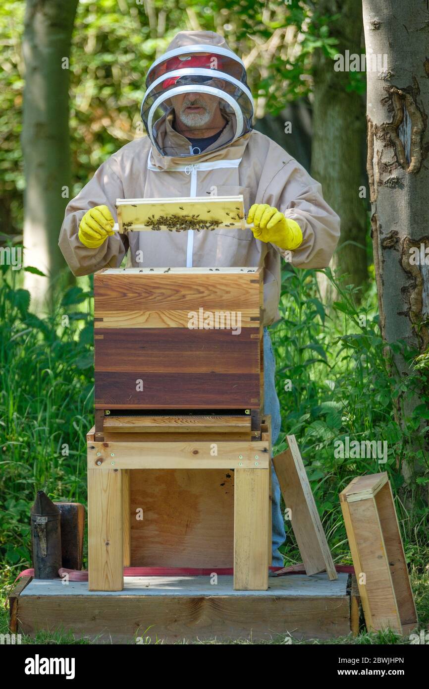 Ein Imker, der einen Bienenstock hütet. Stockfoto