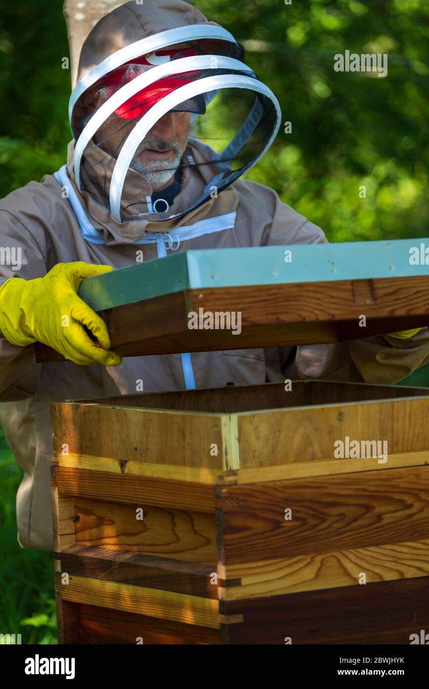 Ein Imker, der einen Bienenstock hütet. Stockfoto