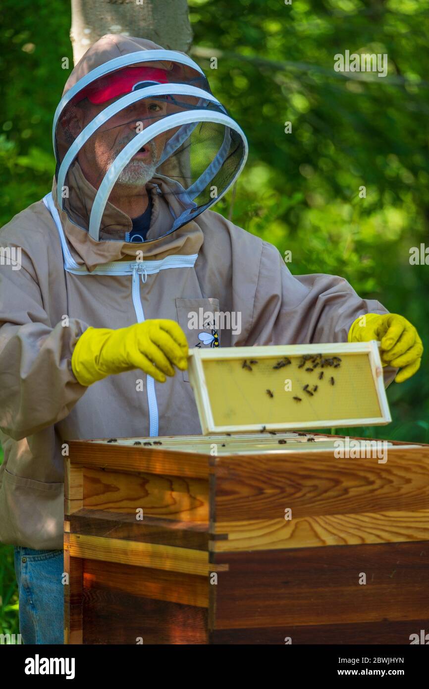 Ein Imker, der einen Bienenstock hütet. Stockfoto