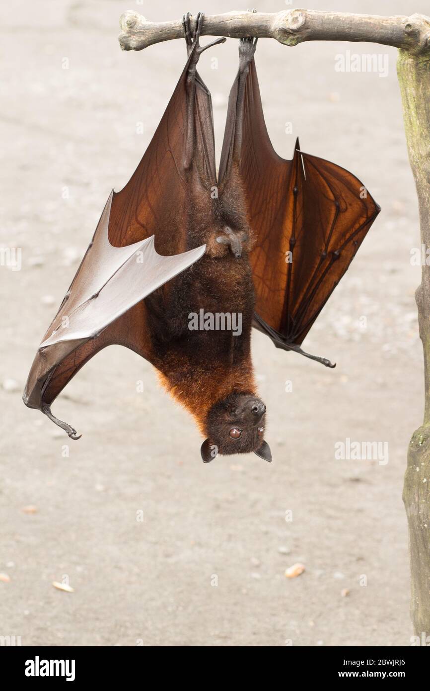 Obstfledermaus auf Bali in Indonesien. Männliche Fledermaus Stockfoto