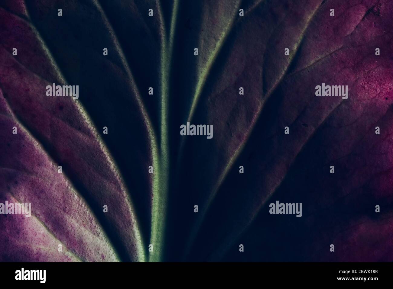 Kreative fluoreszierende Farblayout aus Blatt Textur Nahaufnahme gemacht. Naturkonzept Stockfoto