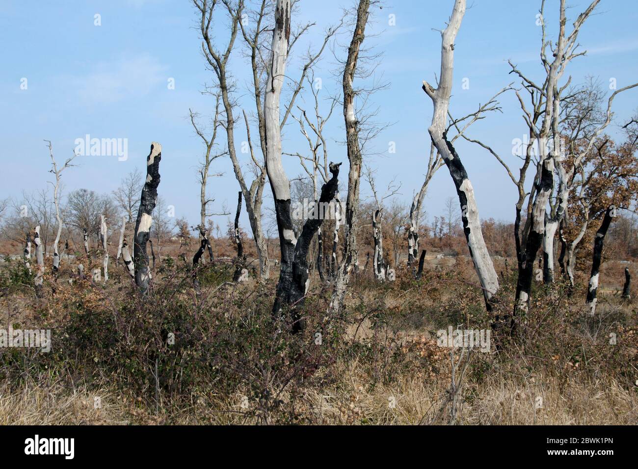 Verbrannte Bäume und Gras im Wald Stockfoto