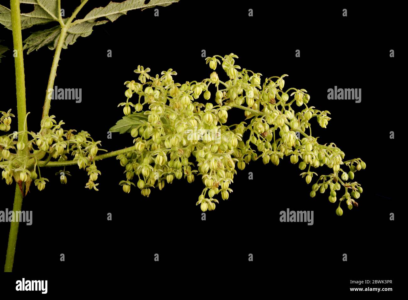 Hopfen (Humulus lupulus). Männliche Blütenstand Closeup Stockfoto