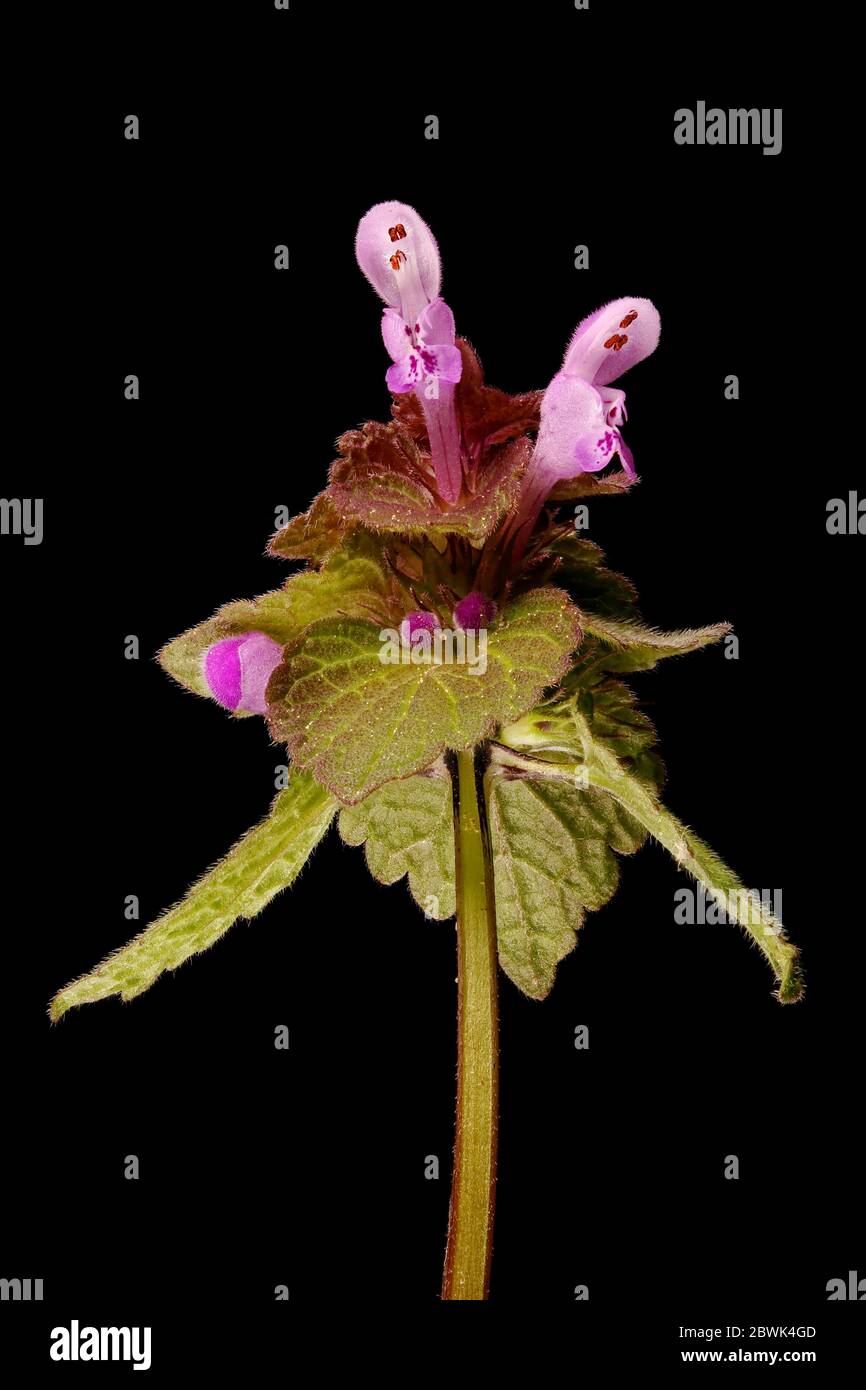 Getuftete Saxifrage (Saxifraga cespitosa). Blütenstand Closeup Stockfoto