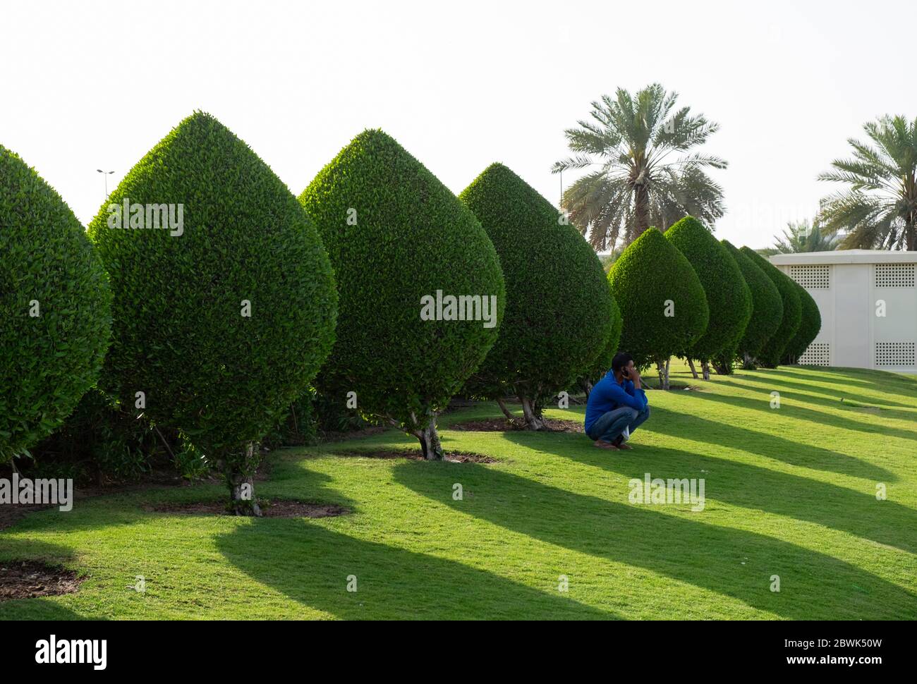 Reihe von ovalen Bäumen in Muscat, Sultanat von Oman. Stockfoto