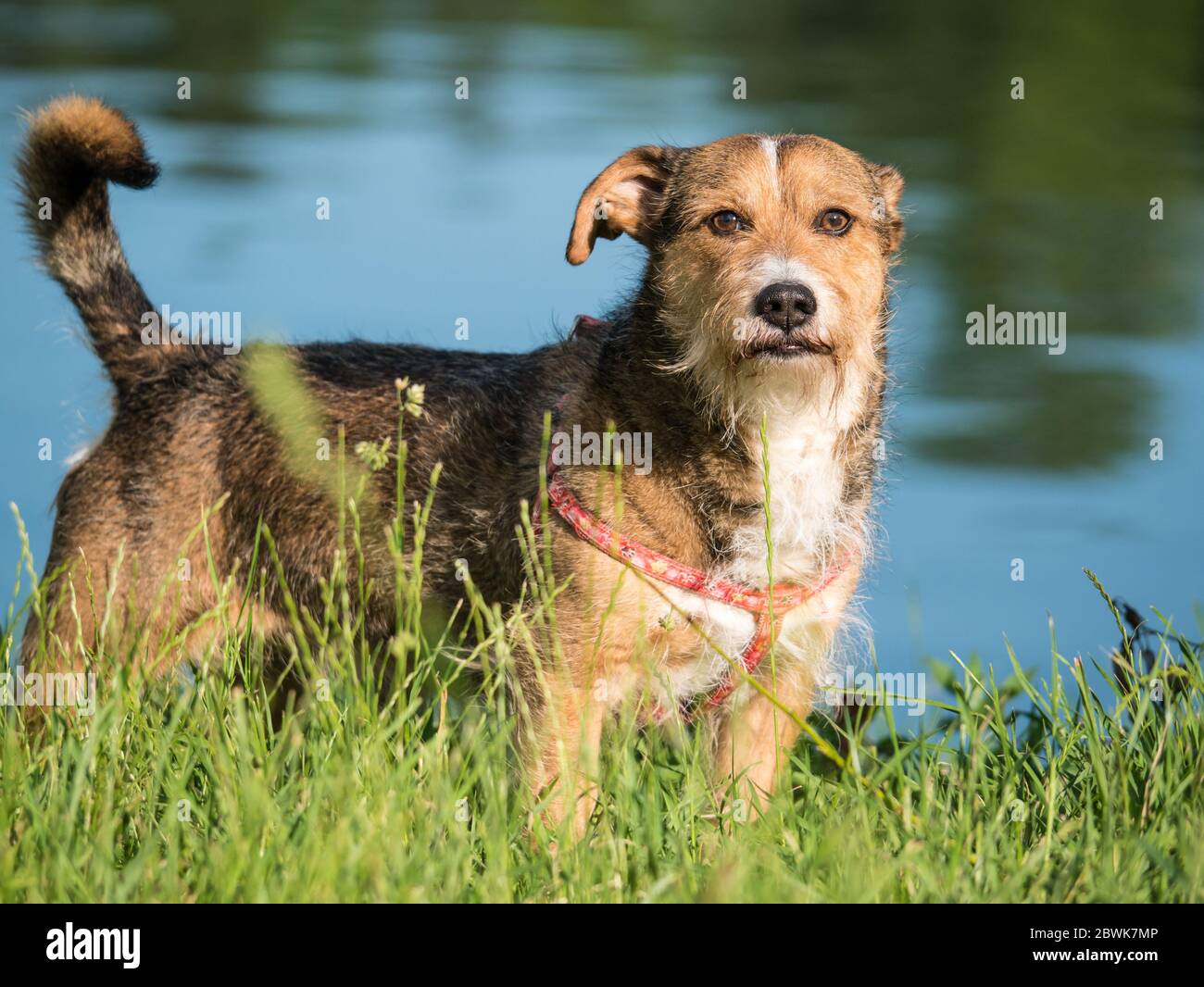 Schöner Mischlingshund oder Kreuzhund in einem Park mit Wasser im Hintergrund Stockfoto