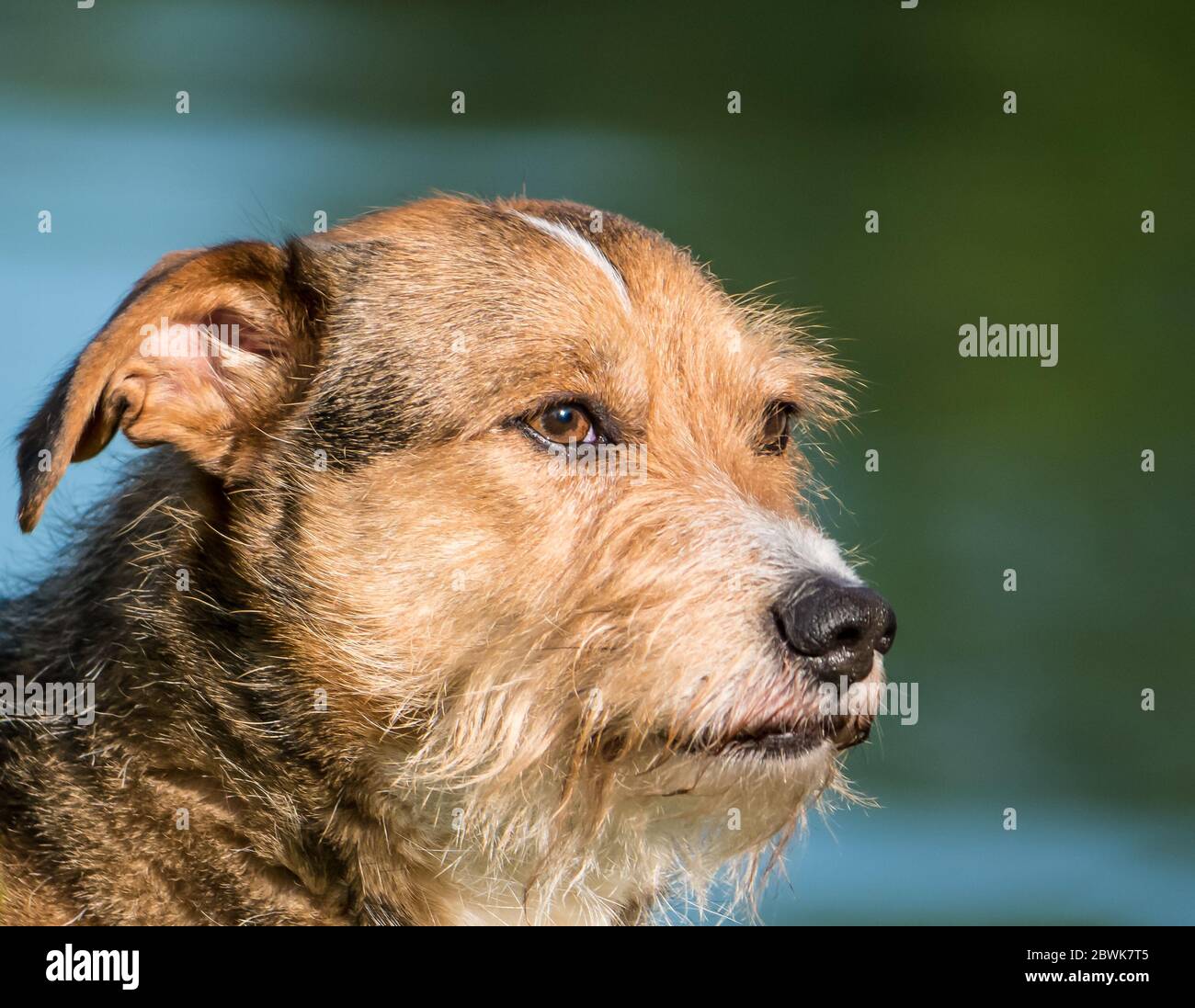 Schöner Mischlingshund oder Kreuzhund in einem Park. Nahaufnahme mit dem Kopf eines Hundes. Stockfoto