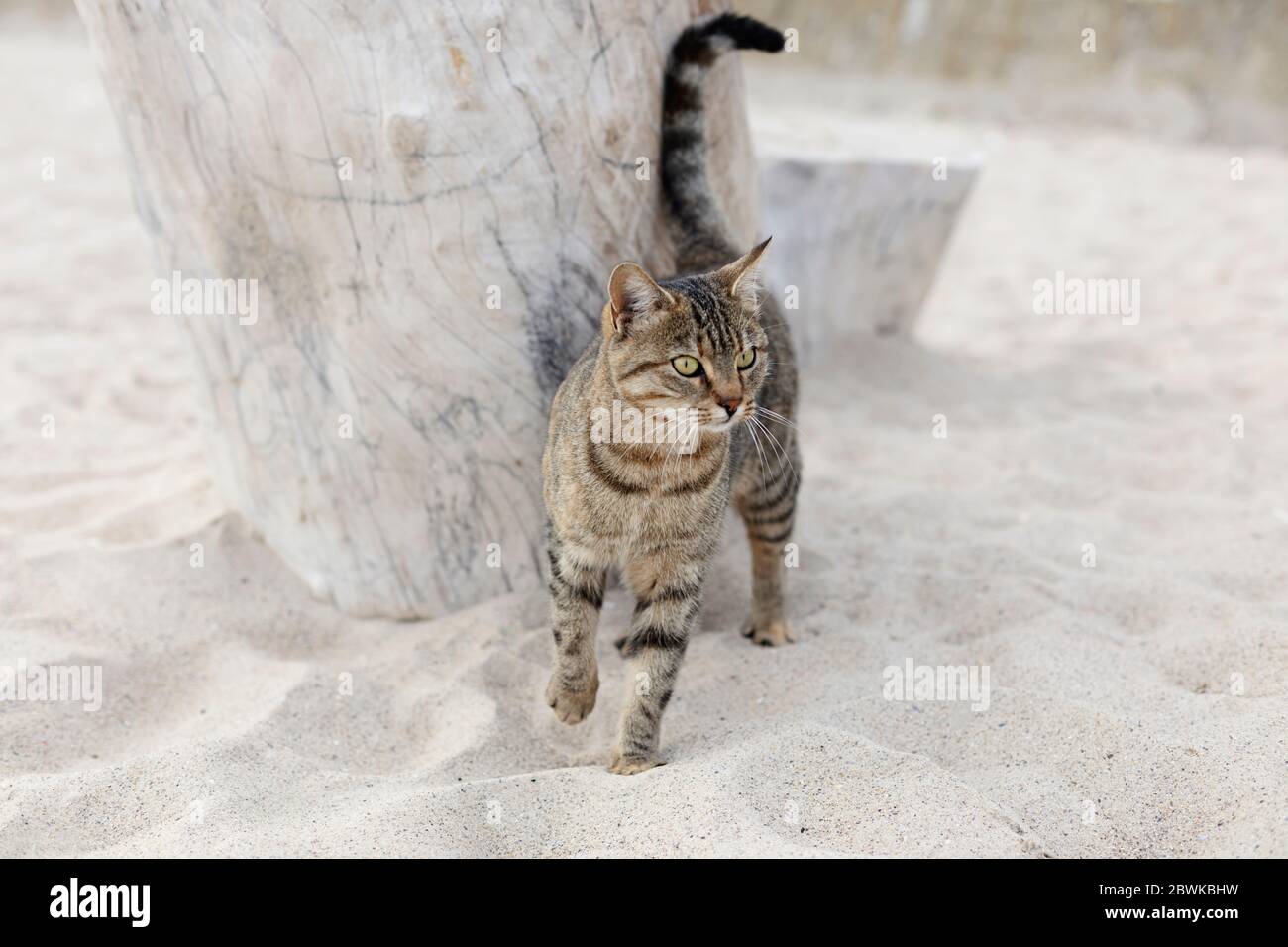 Süße lustige Katze sitzt am Strand gegen das Meer und den Horizont. Selektiver Fokus. Stockfoto