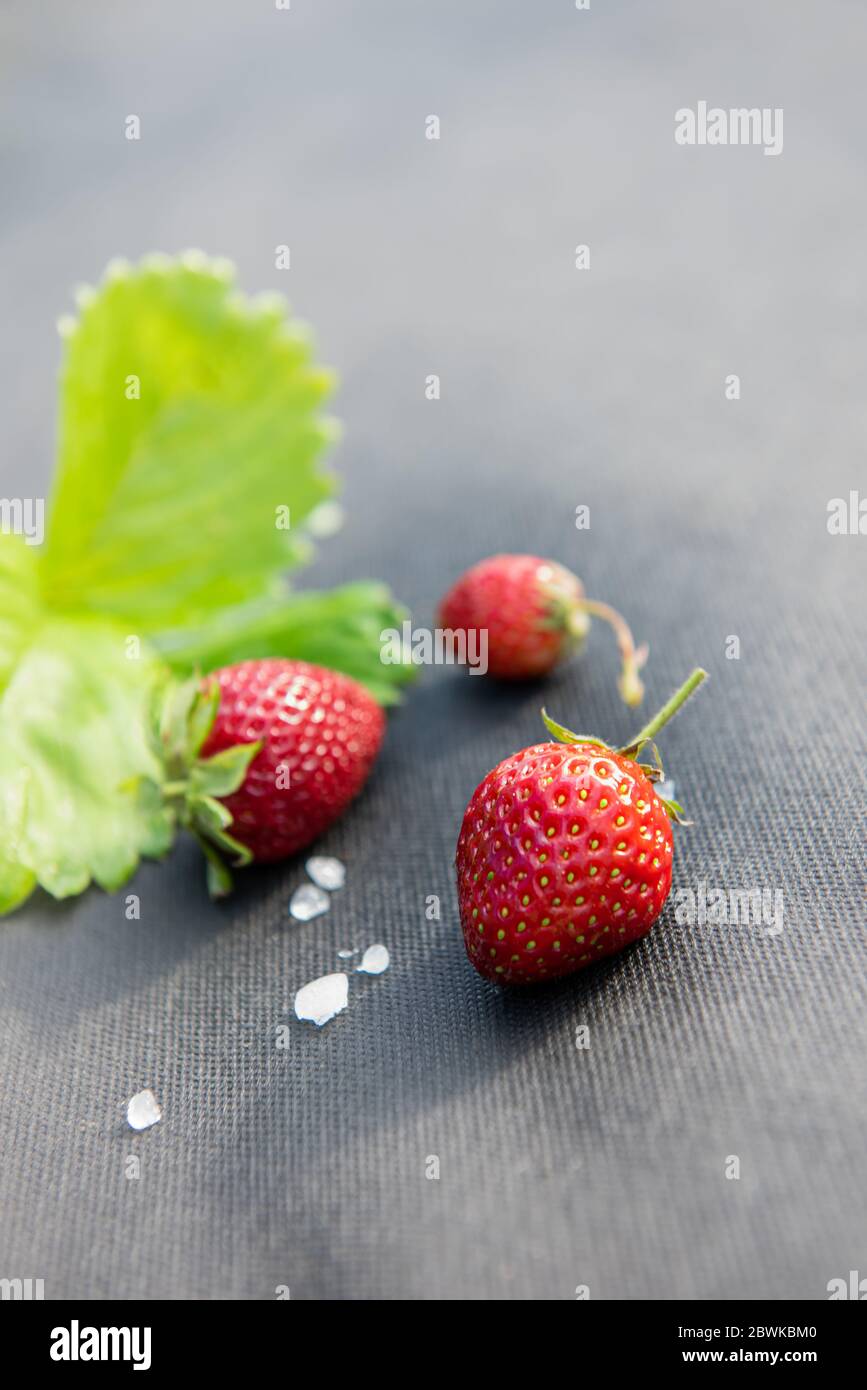 Rote Erdbeeren mit wenigen weißen Hagelsteinen und unfokussierten Erdbeerblättern auf grauem Textilmaterial, das für den Anbau dieser Beere im Garten verwendet wird. Vertikal Stockfoto